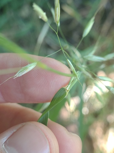 Arrhenatherum elatius, photograph 2