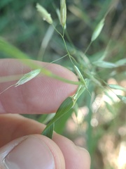Arrhenatherum elatius, photograph Felipe Horton, CC BY, iNaturalist via GBIF