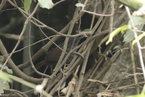 Annam Limestone Babbler (Gypsophila annamensis), photo 2