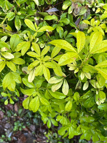 Choisya ternata