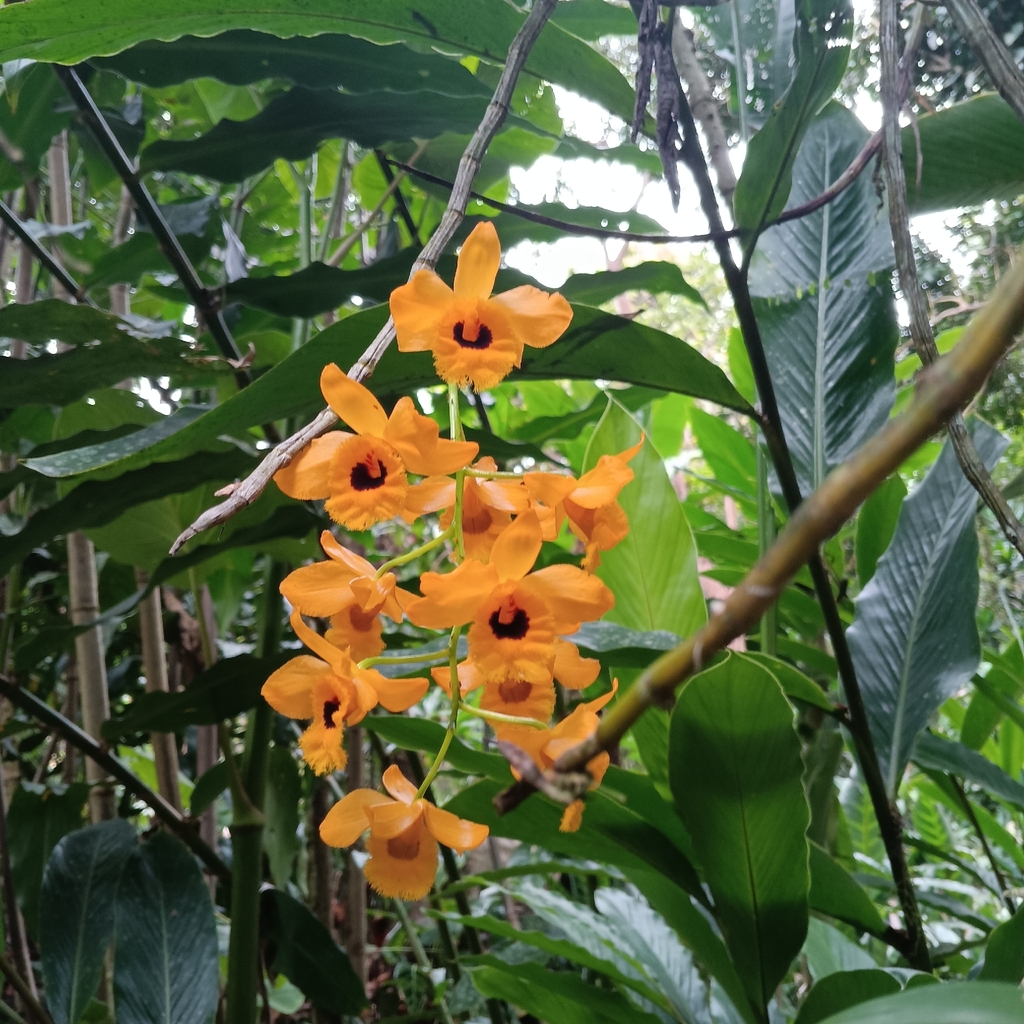 Dendrobium hawkesii A.H.Heller