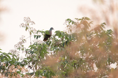 Columba iriditorques