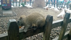 Callosciurus erythraeus styani