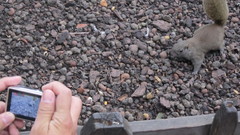 Callosciurus erythraeus styani