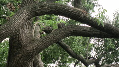 Callosciurus erythraeus styani