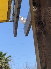 Leucophaeus atricilla