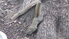 Callosciurus erythraeus styani