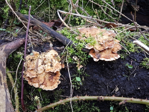 Bracket Fungi