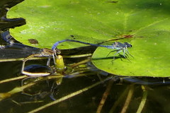Pseudagrion draconis