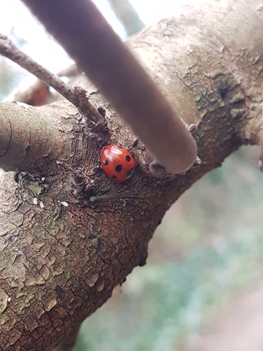 Seven-spotted Lady Beetle