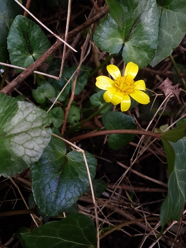 lesser celandine