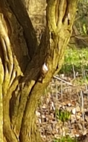 Eurasian Treecreeper