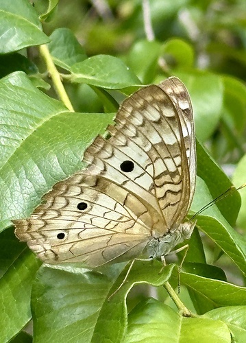 White Peacock