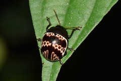 Platyphora fulvicornis