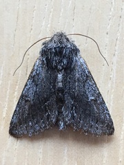 Pleromelloida bonuscula