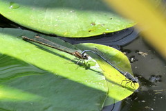 Pseudagrion draconis