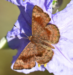 Calephelis bajaensis