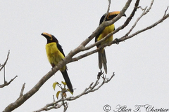 Pteroglossus inscriptus