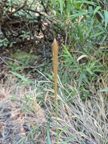 Carex phleoides observed 2026-01-17