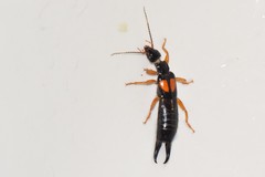 Carcinophora americana