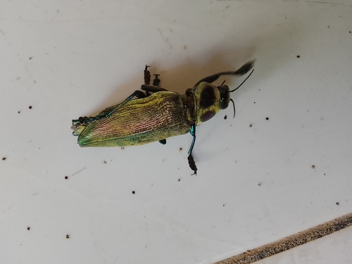 Ceiba Borer