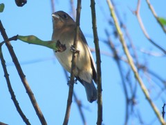 Passerina versicolor