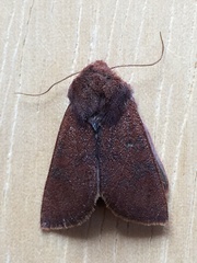 Orthosia pulchella