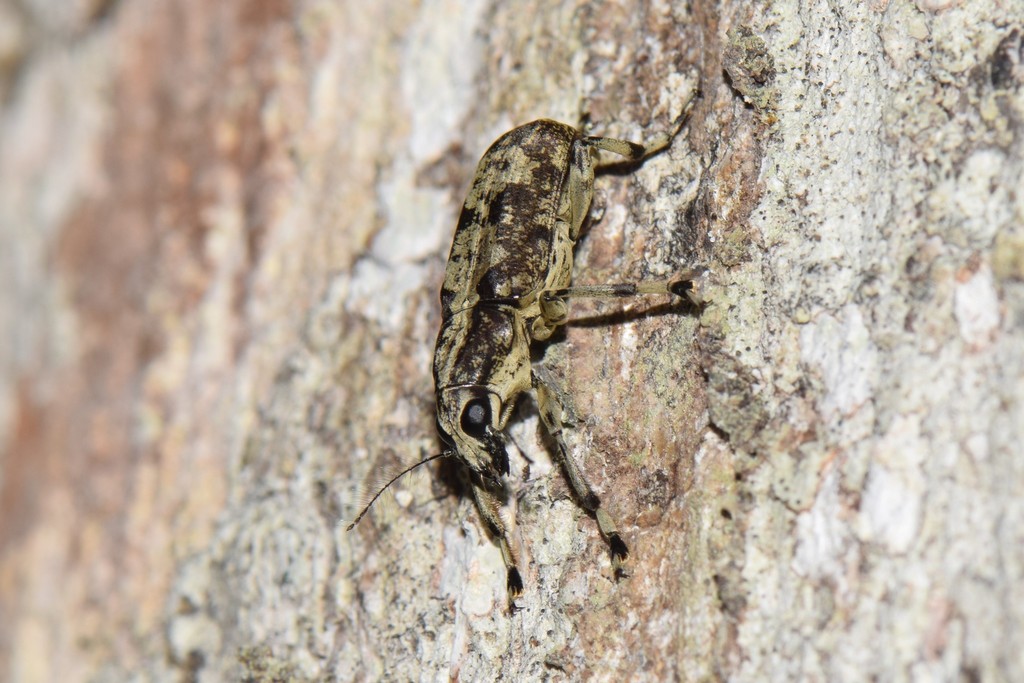 Nemotrichus