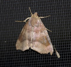 Bastilla hamatilis
