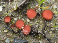 Scutellinia minor