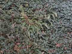 Asplenium scolopendrium