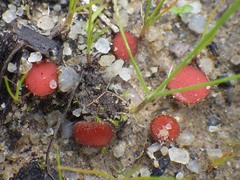 Scutellinia minor