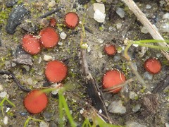Scutellinia minor