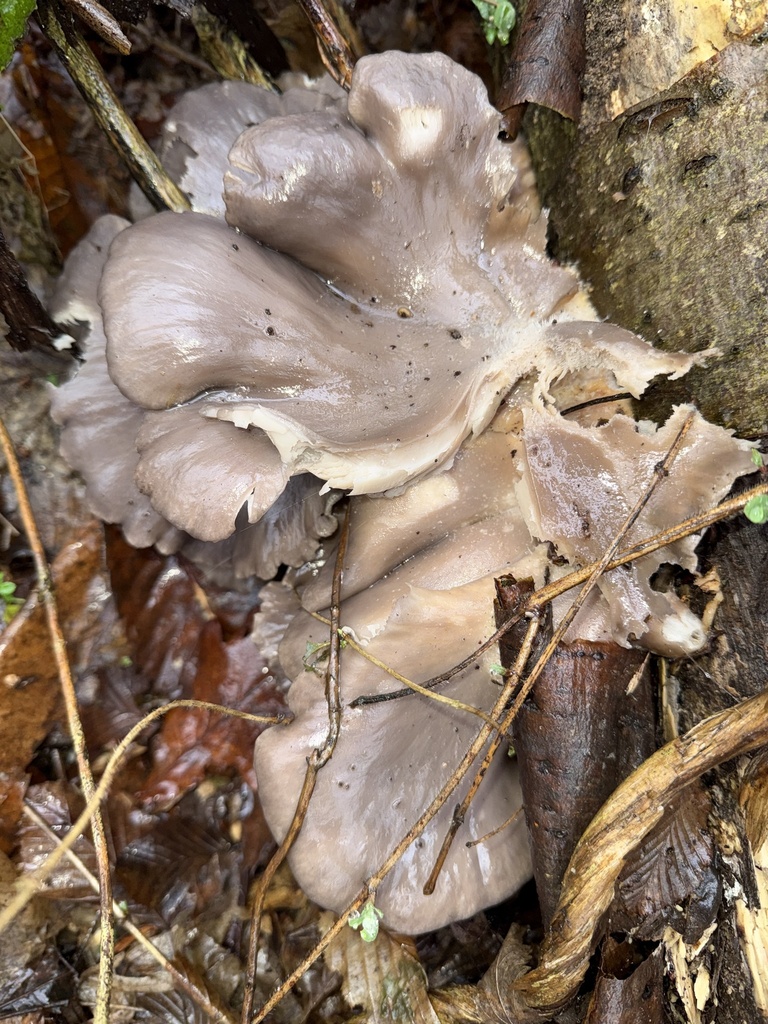 Pleurotus ostreatus · February 2026 · photo: © cjoynson (iNaturalist, cc0)