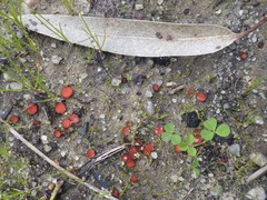 Scutellinia minor