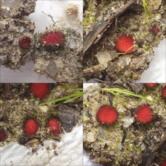 Scutellinia minor