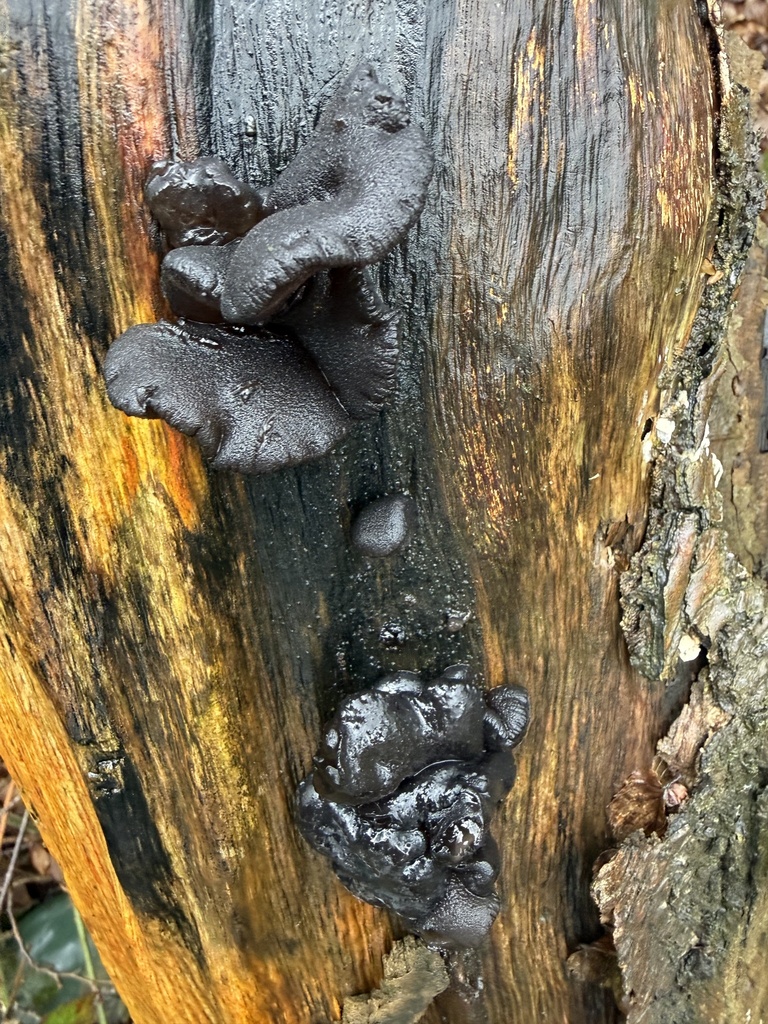 Exidia glandulosa