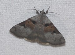 Avatha discolor