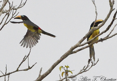 Pteroglossus inscriptus