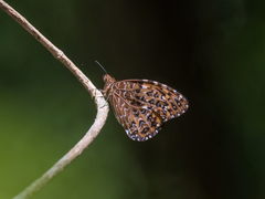 Anetia