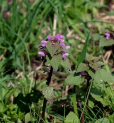 red deadnettle