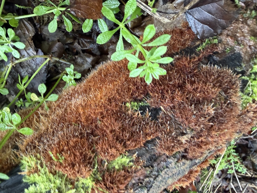 Domestici · February 2026 · photo: © cjoynson (iNaturalist, cc0)