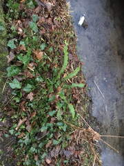 Asplenium scolopendrium