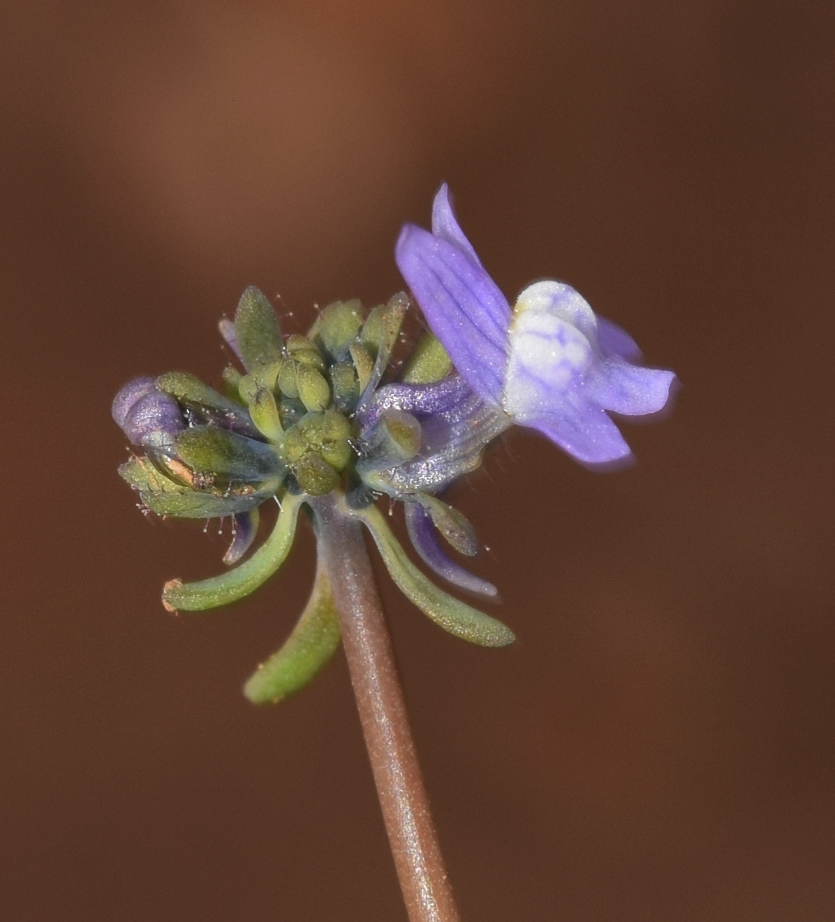 Corn toadflax