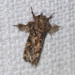 Callopistria rivularis