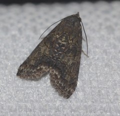 Lophoptera hemithyris
