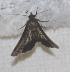 Lophoptera vittigera