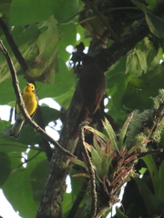 Myioborus ornatus