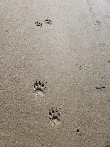 North American River Otter