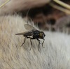 White-footed Lesser House Fly - Photo (c) wild_wind, some rights reserved (CC BY), uploaded by wild_wind